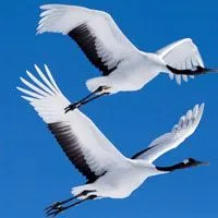 可爱丹顶鹤头像丹顶鹤鸟类图片尾部飞羽和脚黑色