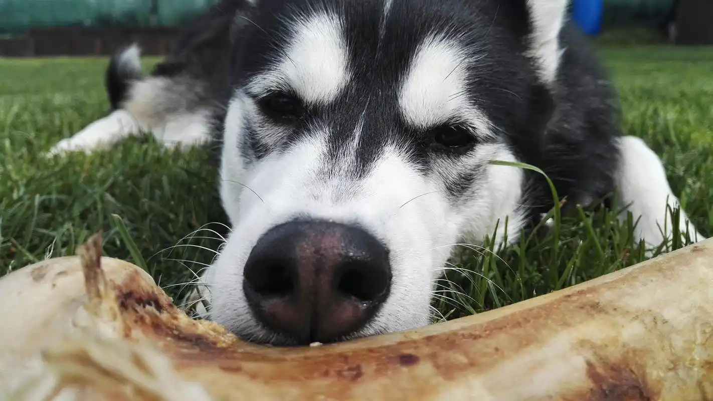 动物壁纸,搞怪,哈士奇,呆萌,壁纸,1920x1080