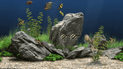 天气之子 天野阳菜 动态壁纸