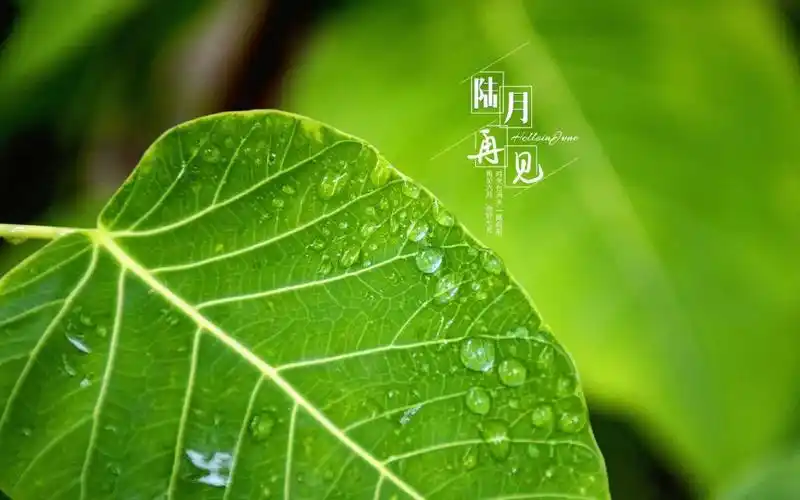 专属六月再见带字文案配图,高清壁纸图片,非主流-回车桌面