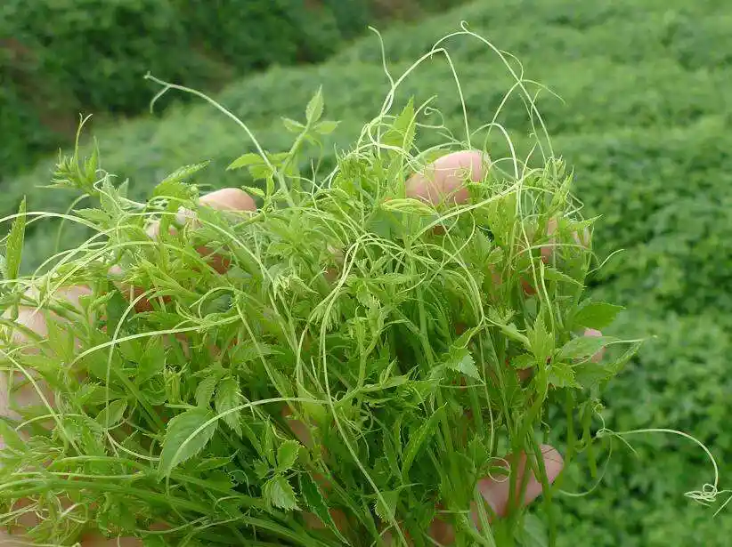 人称"神仙草",1986年被确认名贵药材,如今被大量种植一斤16元