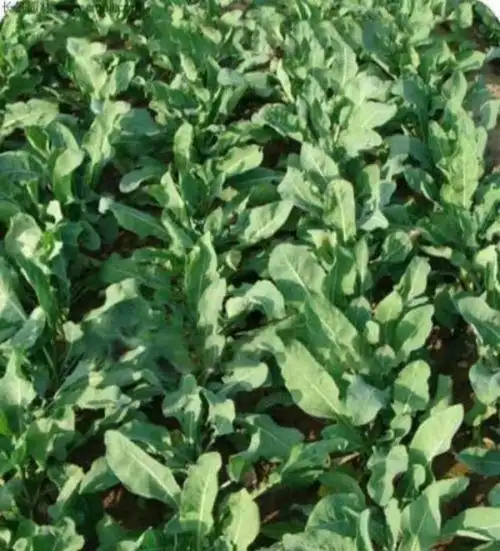 板蓝根是一种什么样的植物