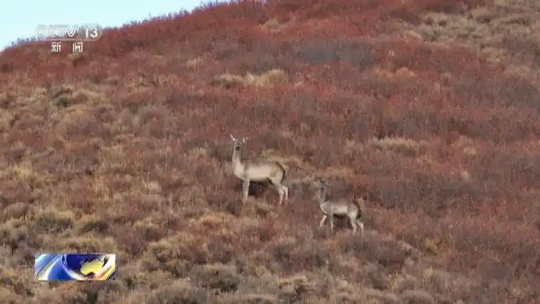 [新闻直播间]内蒙古 拍摄到野生马鹿成群出没画面