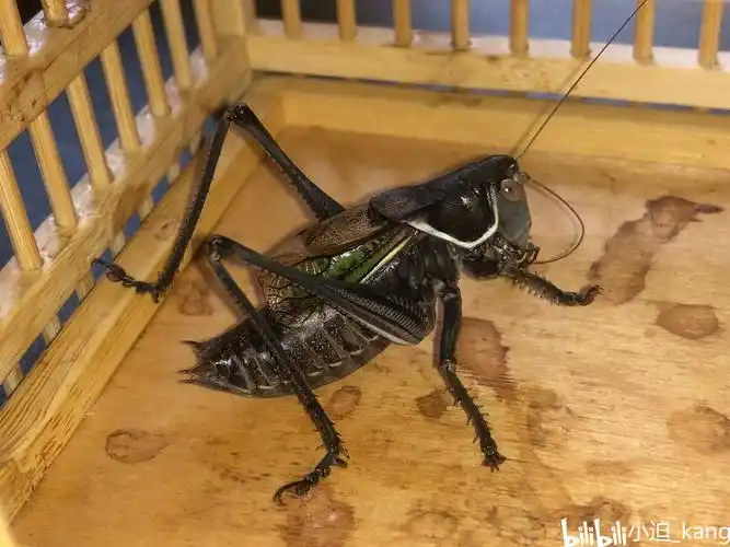 图片[3]-中秋～终与你相遇——西山的铁皮蝈蝈-宠物乐园