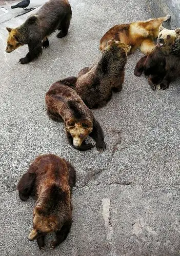 支笏洞爷国立公园的熊牧场,饲养着30多头北海道棕熊