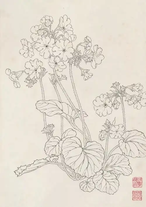 一组花卉白描写生图稿