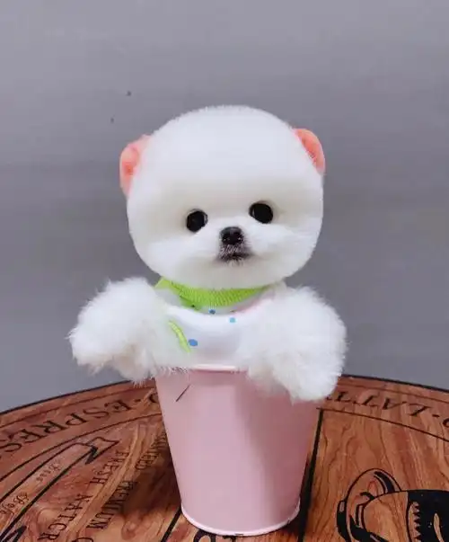 茶杯犬.如果有需要的可以找我.随时都在线.