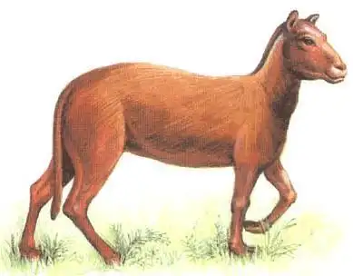 马最原始的祖先是( )?