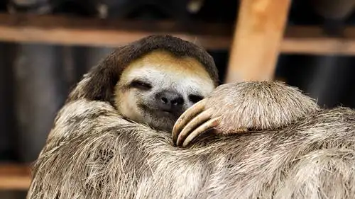 4k高清壁纸:树懒(sloths)