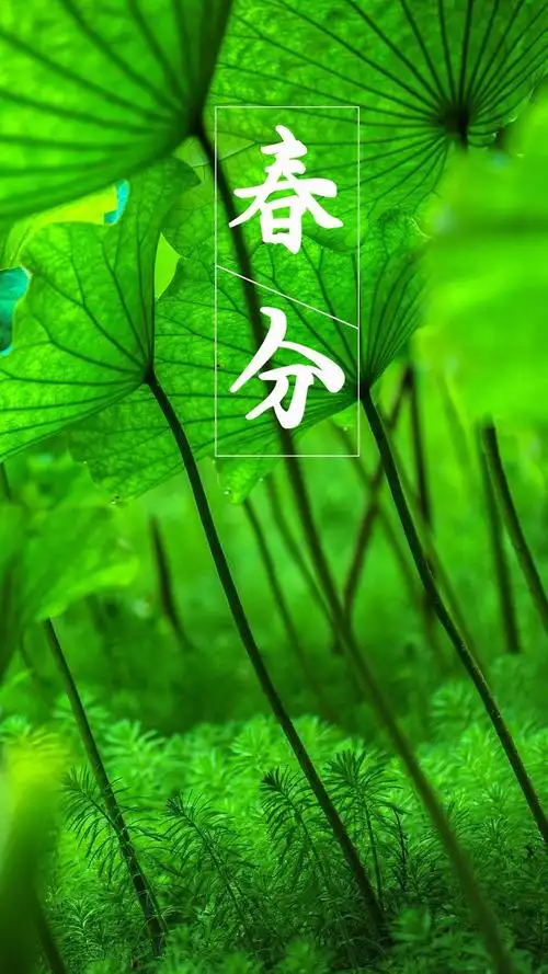 2021传统节气之春分,节日-手机壁纸