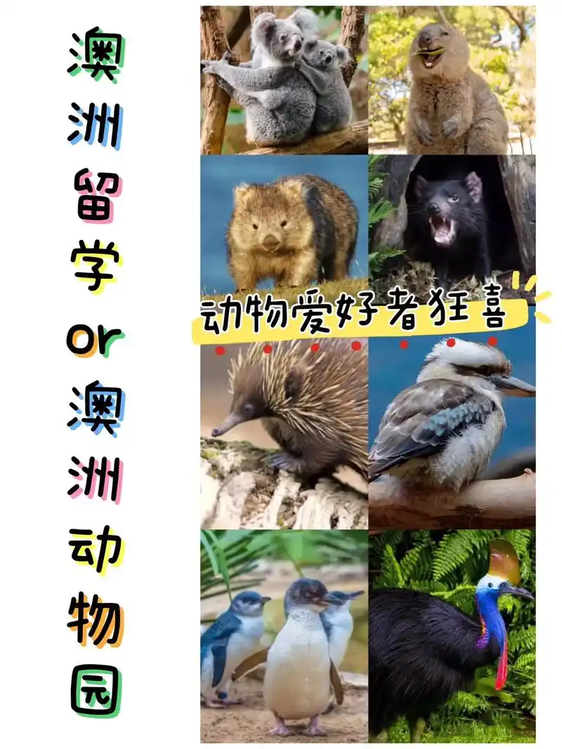 澳洲留学or澳洲动物园|动物爱好者狂喜.91澳洲作为一个生态 - 抖音
