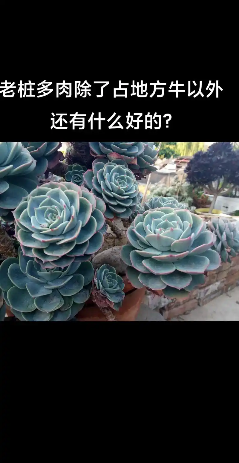 老桩多肉除了占地方牛以外还有什么好的
