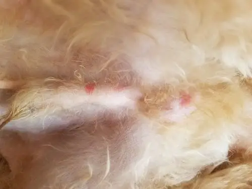 我家狗狗这是怎么了?生殖器官这一块红一块红的