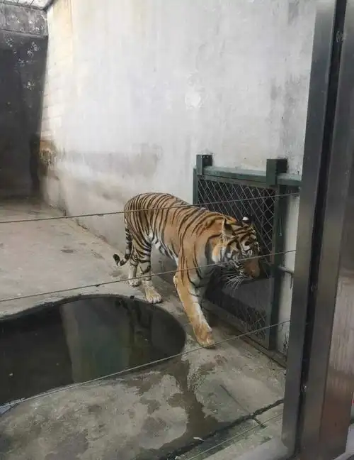 市民逛泰州动物园有感慨园内动物怎么会变成这个样子