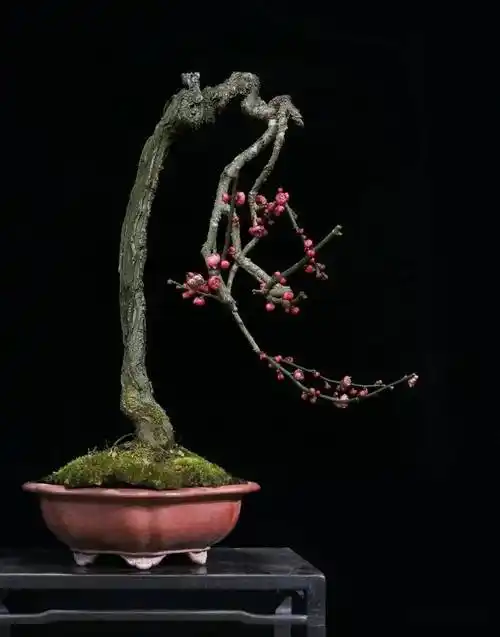 他种的梅花,苍古入画_王念_cm_盆景