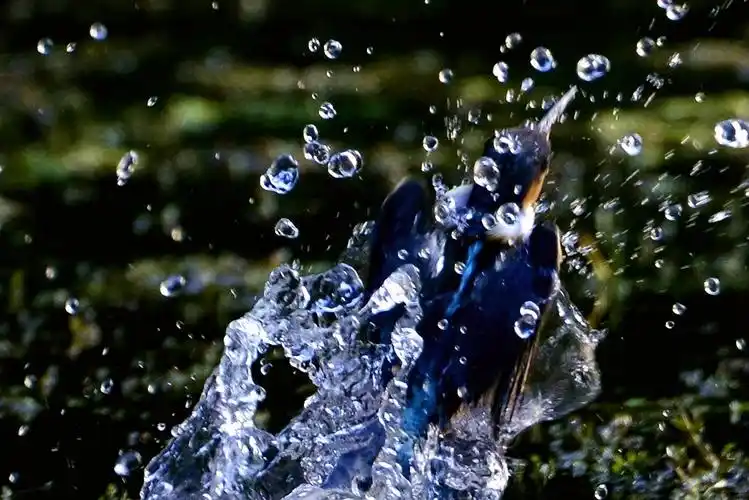 拍摄翠鸟入水捕鱼瞬间