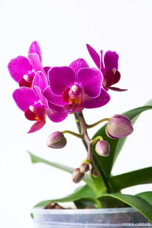 兰花,作为高雅脱俗的代表,其迷人的花姿和神秘的气质常常令人着迷.