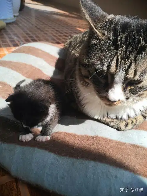 快两岁的小土猫隔段时间就在床上尿一次怎么办