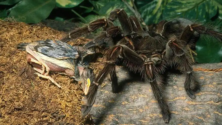 世界最大的巨人蜘蛛!捕鸟吞蛙被人们誉为蜘蛛王