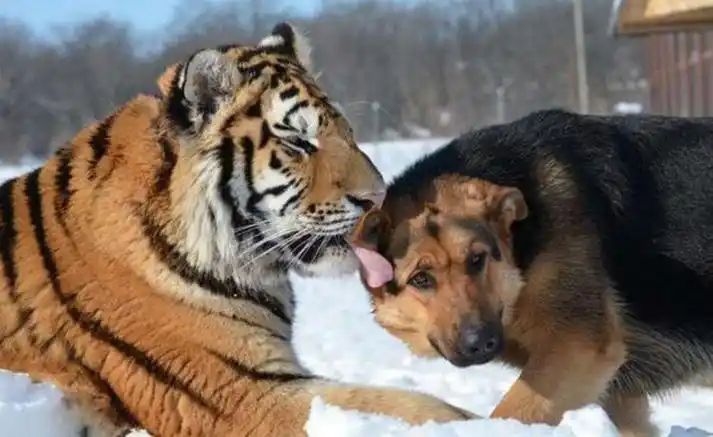 男虎与女狗合不合,男虎女狗合不合婚