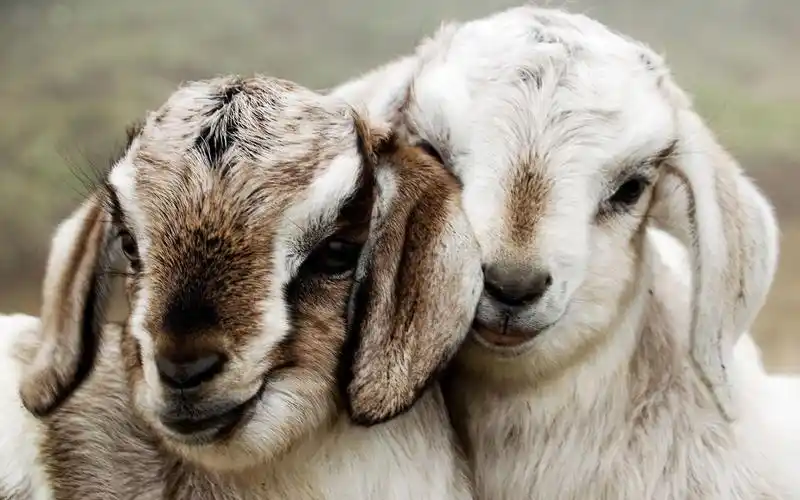 超级可爱的绵羊