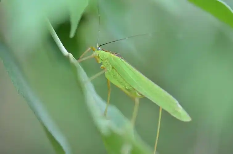 p>日本条螽又名露螽,梅雨虫,点绿螽,属直翅目螽斯科鸣虫.