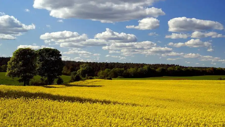 欧洲,油菜花,花海,宽屏,1080p,壁纸欧洲油菜花花海宽屏壁纸壁纸图片