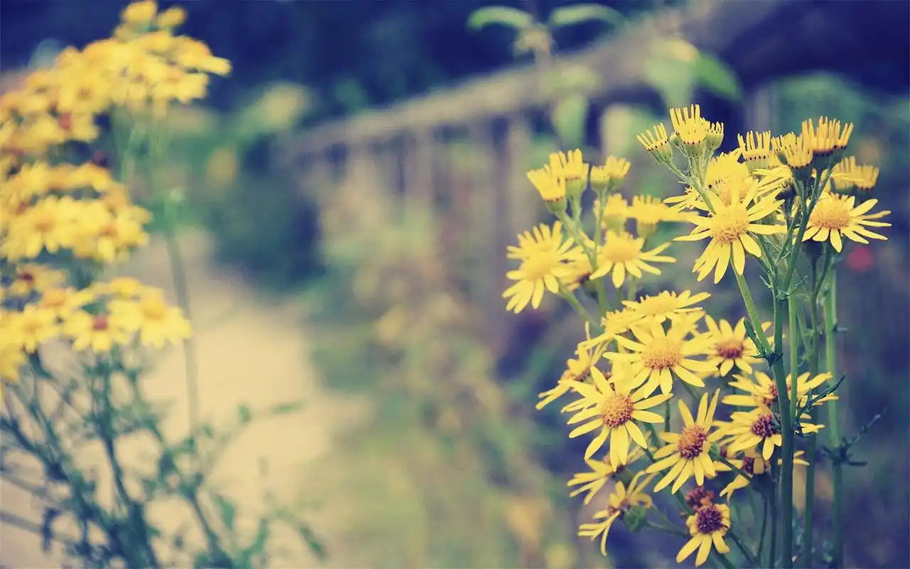 唯美好看的小清新高清花朵特写桌面壁纸下载第二辑