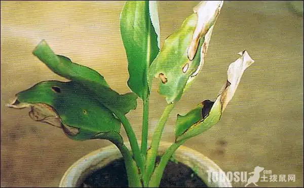 鹤望兰为什么不开花 鹤望兰病害防治