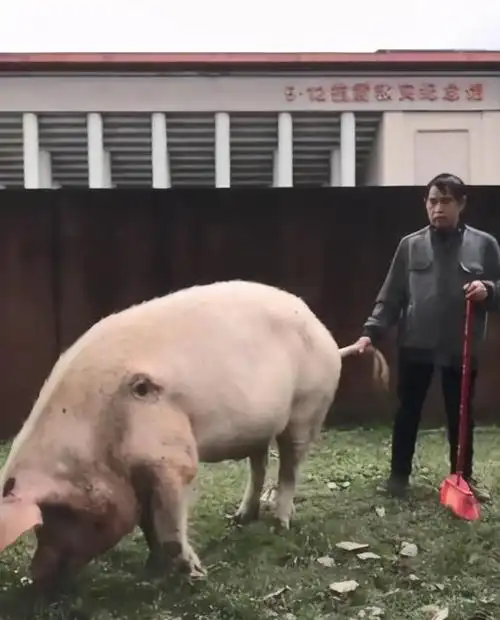 国庆假期,看"猪坚强"的游客络绎不绝,网友:表示尊重