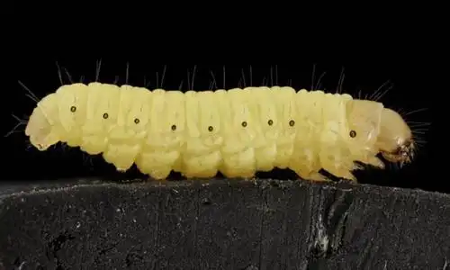 蜡虫(waxworm)是蜡螟的幼虫,主要吃花粉,蜜蜂脱下的皮以及蜂蜡,因而得