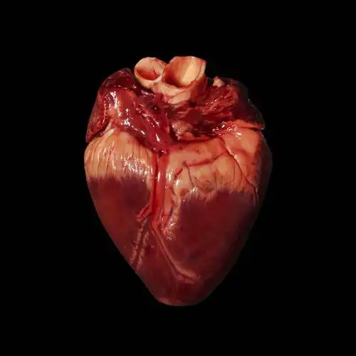 心脏,血管,无人,横图,插画,室内,白天,正面,数码,科技,阴影,黑色背景