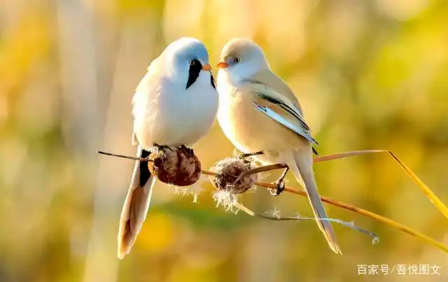 文须雀夫妻秀恩爱,还是单身的你,小心别吃了满嘴的"鸟粮"