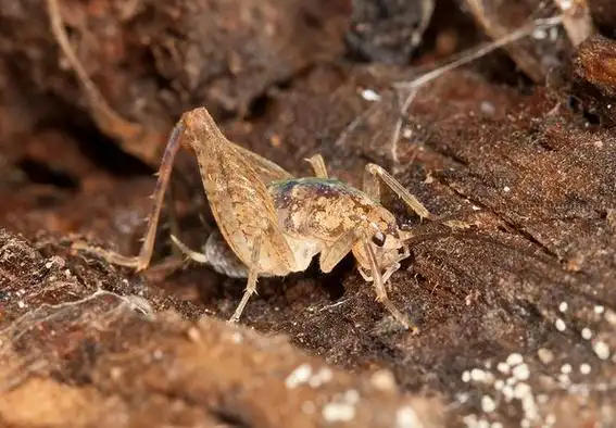 p>北美穴蟋螽(学名:ceuthophilus pallidus)触角超过体长,左,右上颚