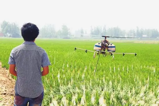 在田间地头,直升飞机在遥控操作下盘旋在稻田上空进行快速喷药
