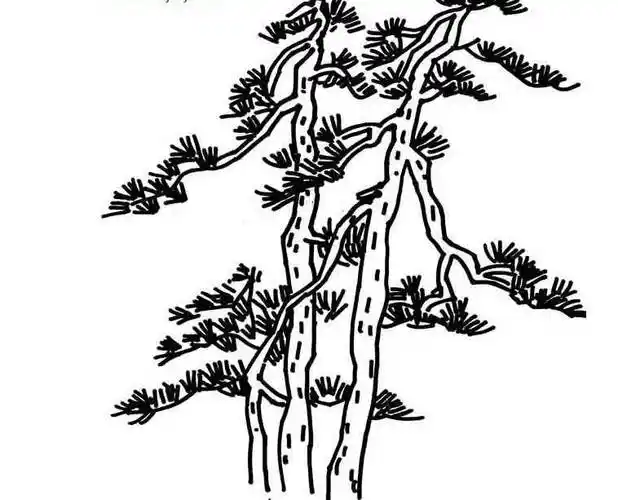 松树简笔画 松树简笔画手绘图