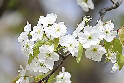 美丽的梨花图片_美丽的梨花图片大全_美丽的梨花图片素材