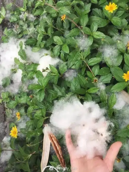 木棉花絮满天飞!有一种人可千万不要靠近!