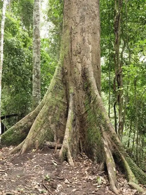 吸血树吸血树为什么吸血