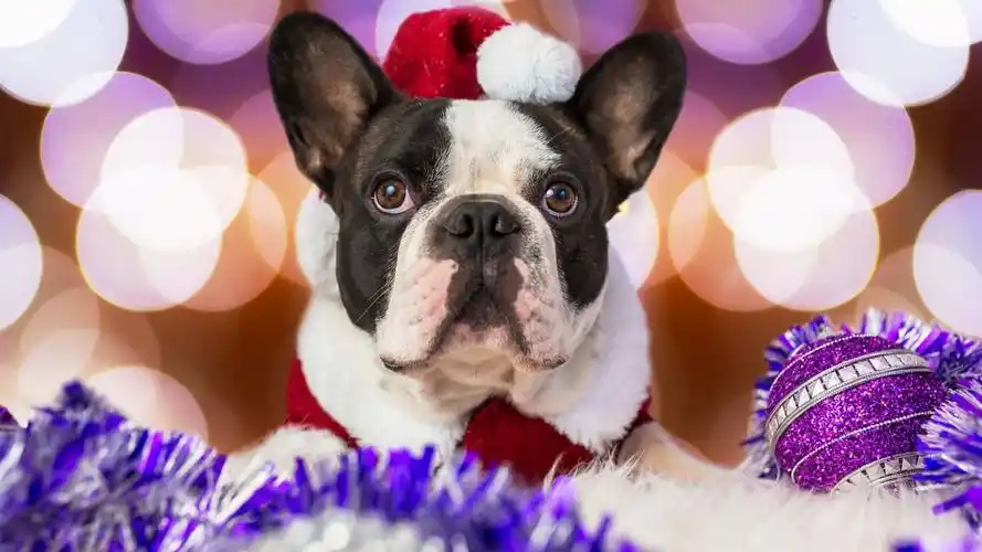 可爱的圣诞小狗高清桌面壁纸下载高清大图预览1920x1080_动物壁纸下载