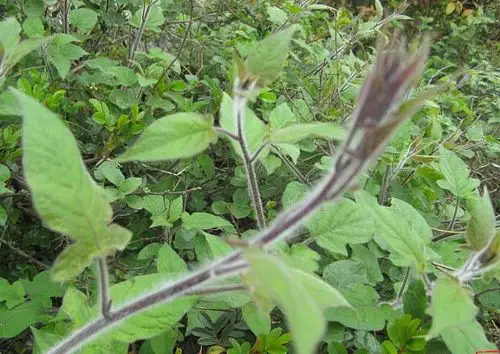藤(四川南川),白荚(杭州,白英之误),生毛鸡屎藤(广东云浮), [2]白毛藤