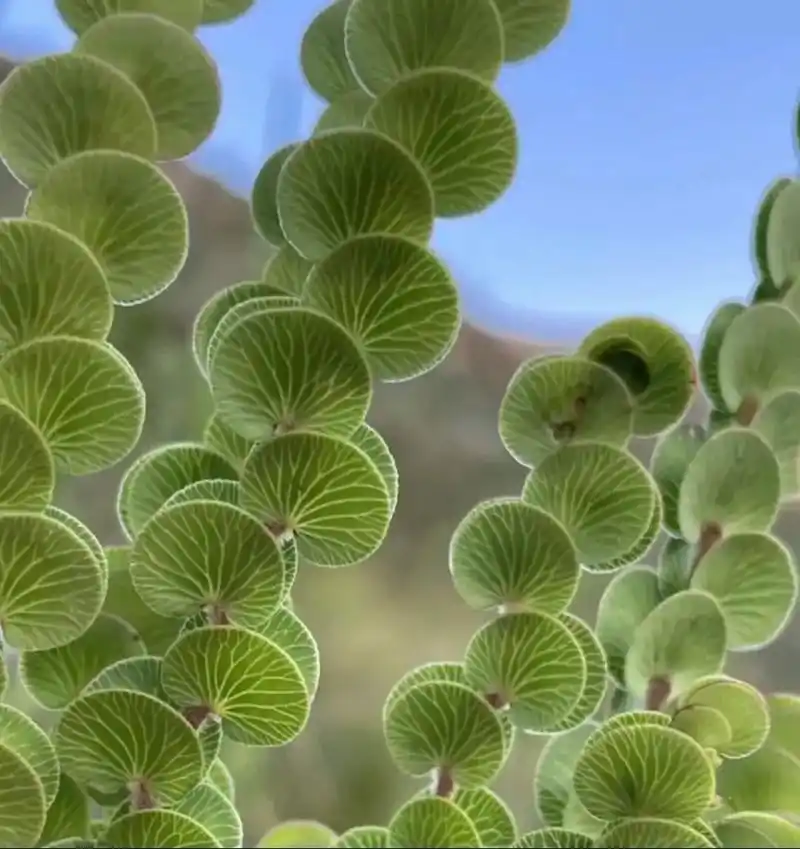 这植物竟把钱存在了树上!