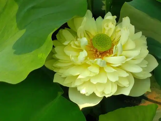 美丽吉祥莲花祝你吉祥快乐!