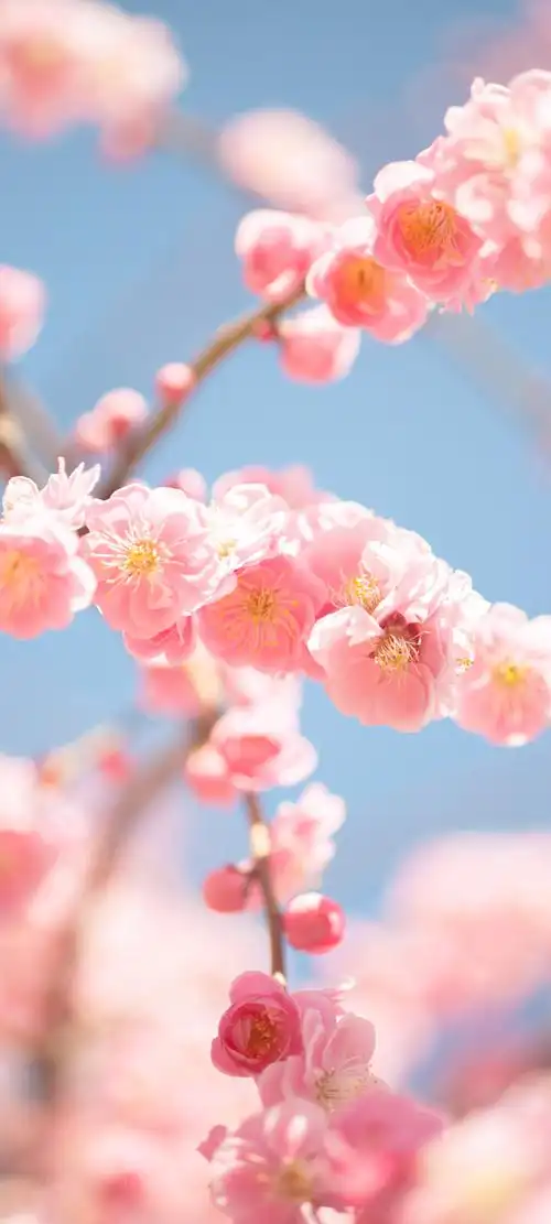 唯美樱花背景图片