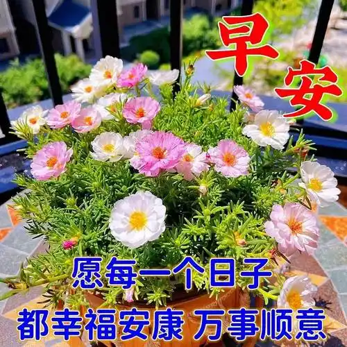 第一缕清风把你亲吻;你起的比鸟儿早,第一声鸟鸣向你问好:亲爱的,早安