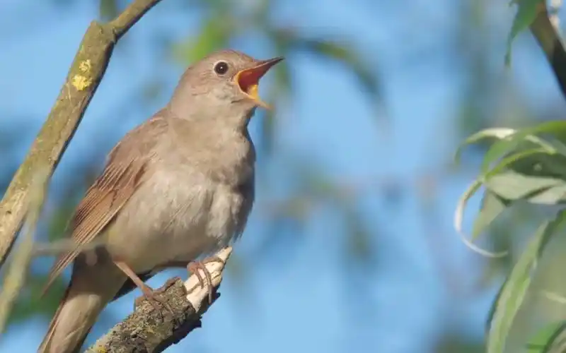 鸟叫了一整天 | 鸟鸣合集,从清晨到日暮
