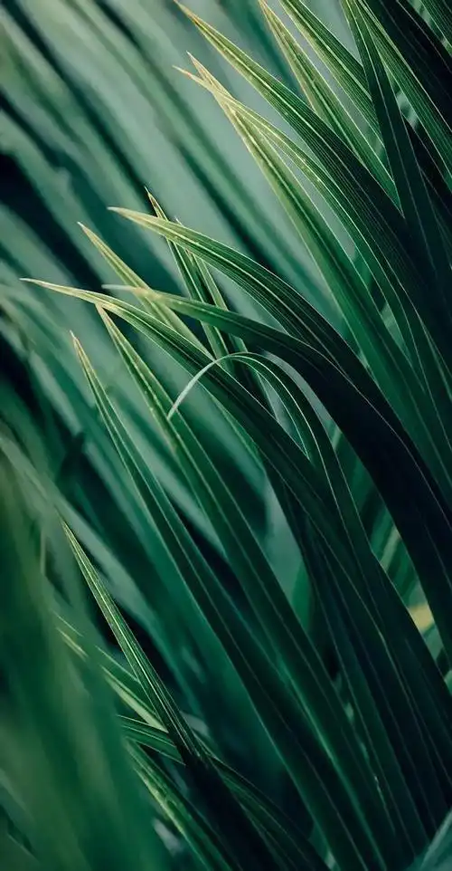 植物花卉高清壁纸护眼唯美小清新挺养眼的