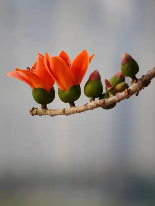 盛放的木棉花英雄花画画素材攀枝花