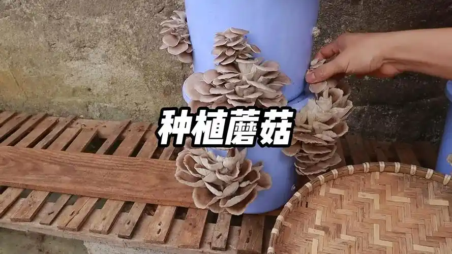 用水桶种蘑菇,简简单单