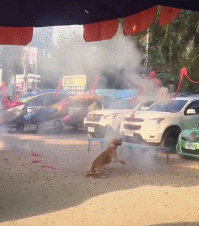 391_444gif 动态图 动图